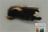 藏品(白尾八哥)的圖片